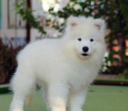 晋中宠物狗犬舍出售纯种萨摩耶犬 网上哪里有