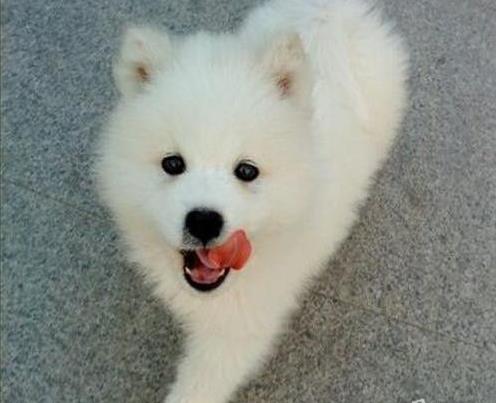 哈尔滨宠物狗狗出售纯种萨摩耶犬幼犬澳版萨摩