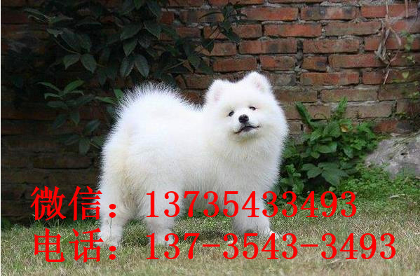 武汉宠物狗狗犬舍出售纯种萨摩耶犬幼犬狗狗领养
