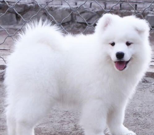 深圳宠物狗狗出售纯种萨摩耶犬 哪里有萨摩狗