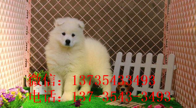南昌犬舍宠物狗狗出售纯种萨摩犬幼犬白色萨摩耶犬领养