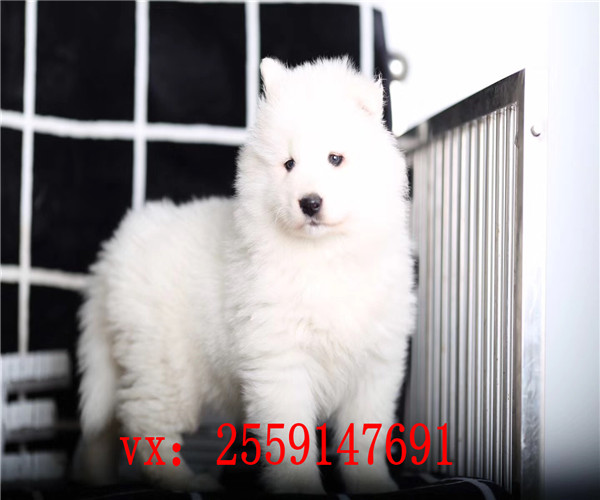 西安哪里卖萨摩耶 西安纯种萨摩耶多少钱 西安