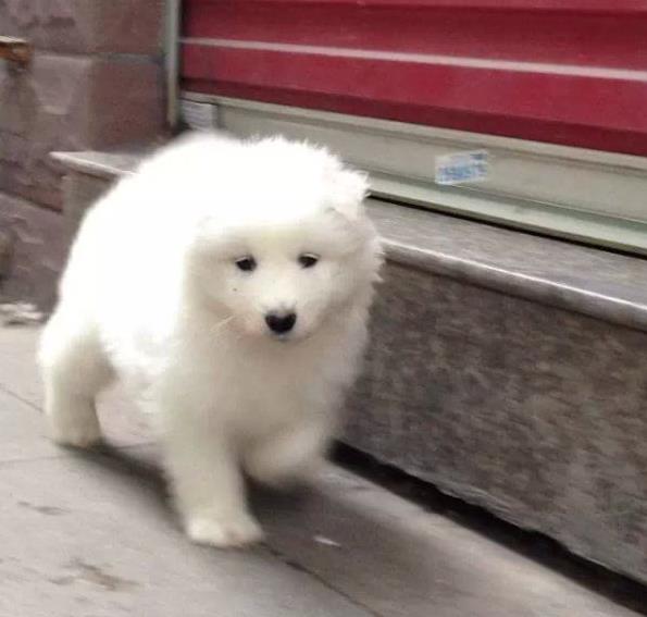 珠海宠物狗狗犬舍出售萨摩耶犬卖狗买狗在哪有