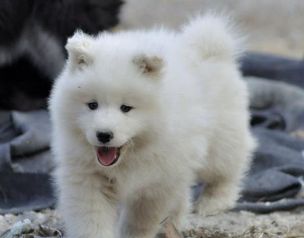 深圳犬舍出售纯种萨摩耶犬幼犬澳版萨摩犬领养