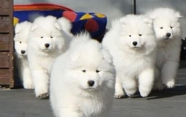 沈阳犬舍出售纯种萨摩耶犬 宠物狗市场在哪 卖