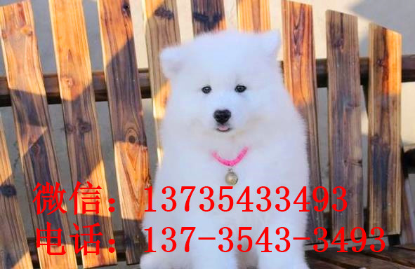 济南宠物狗狗犬舍出售纯种萨摩耶犬幼犬狗狗领养