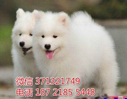 南京狗场出售 萨摩犬幼犬狗狗 南京犬舍狗场在