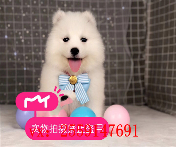 西安哪里卖纯种萨摩耶 西安哪里卖健康的萨摩