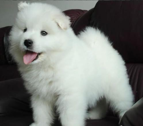 西安犬舍出售纯种萨摩耶犬狗市场在哪 网上哪