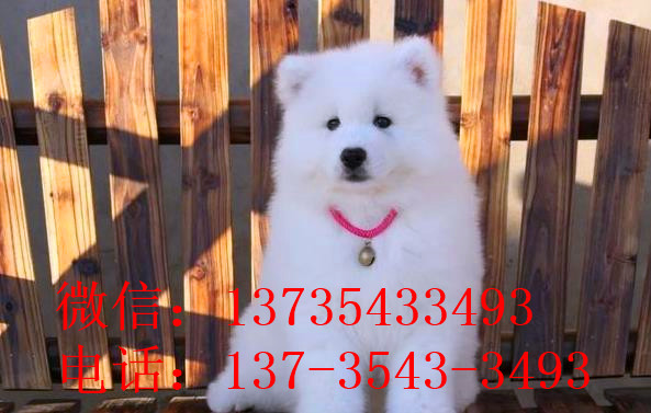武汉犬舍出售纯种萨摩耶犬幼犬澳版萨摩犬领养宠物狗