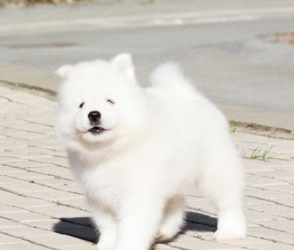 重庆犬舍出售纯种萨摩耶犬幼犬澳版萨摩犬领养