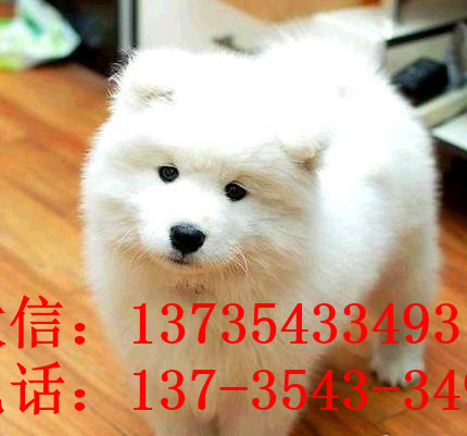 珠海犬舍出售纯种萨摩耶幼犬澳版萨摩犬领养宠物狗