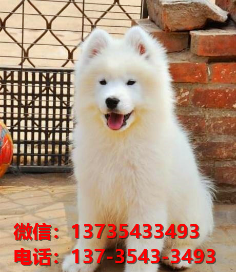临汾宠物狗犬舍出售纯种萨摩耶犬 网上哪里有宠物狗领养