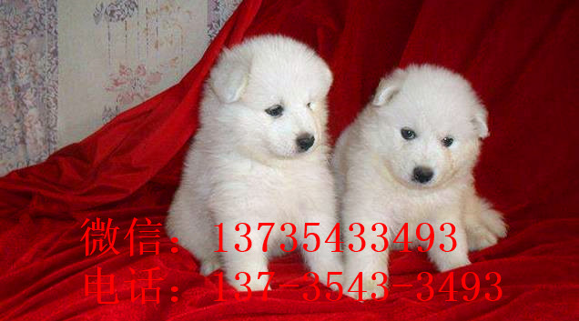 沈阳犬舍宠物狗狗出售纯种萨摩犬幼犬白色萨摩耶犬领养