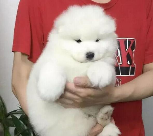 南昌犬舍宠物狗狗出售纯种萨摩犬幼犬白色萨摩