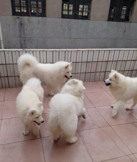 南京犬舍宠物狗狗出售纯种萨摩犬幼犬白色萨摩