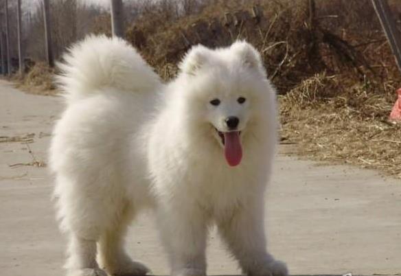 重庆宠物狗狗出售纯种萨摩耶犬 哪里有萨摩狗