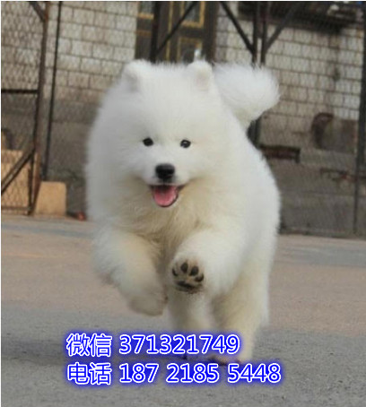 萨摩出售纯种幼犬 厦门犬舍出售萨摩犬狗狗