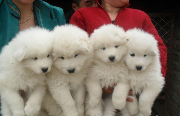 珠海宠物狗狗犬舍出售萨摩耶犬卖狗买狗在哪有狗市场