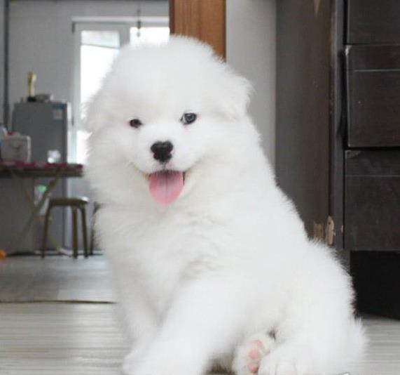 沈阳宠物狗狗出售纯种萨摩耶犬幼犬澳版萨摩狗