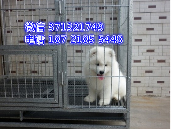 深圳狗场 萨摩犬出售纯种 深圳特价宠物狗狗专卖