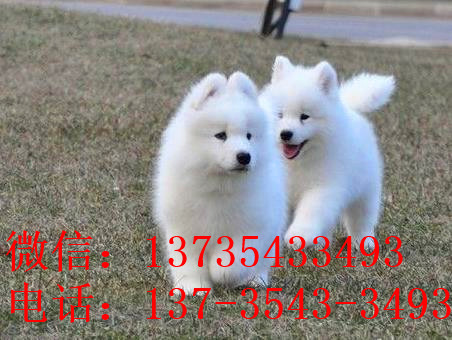 济南宠物狗狗犬舍出售纯种萨摩耶犬幼犬狗狗领养