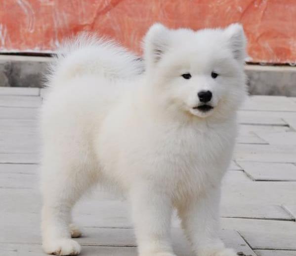 东莞犬舍出售纯种萨摩耶犬狗市场在哪 网上哪