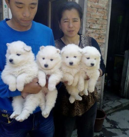 ?？谌岢鍪鄞恐秩σ肥谐≡谀?网上哪