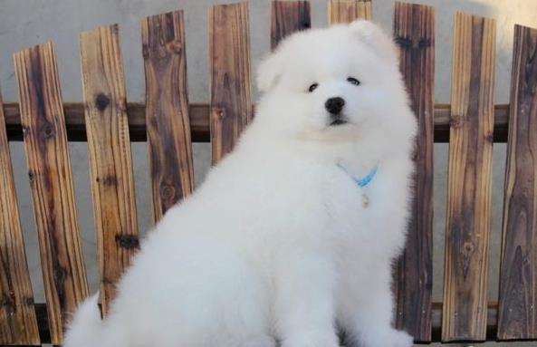 汕尾犬舍出售纯种萨摩耶犬幼犬白色宠物狗狗领