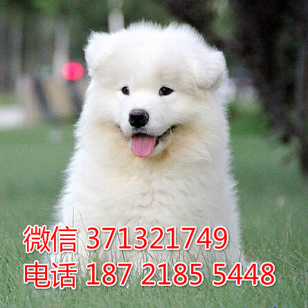 特价萨摩犬出售纯种萨摩耶狗狗 包健康萨摩 宠