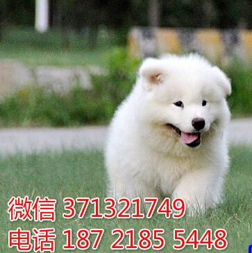 东莞特价 萨摩犬出售纯种幼犬 东莞哪里有犬舍