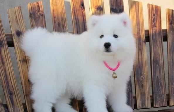 南昌宠物狗狗出售纯种萨摩耶犬幼犬澳版萨摩狗