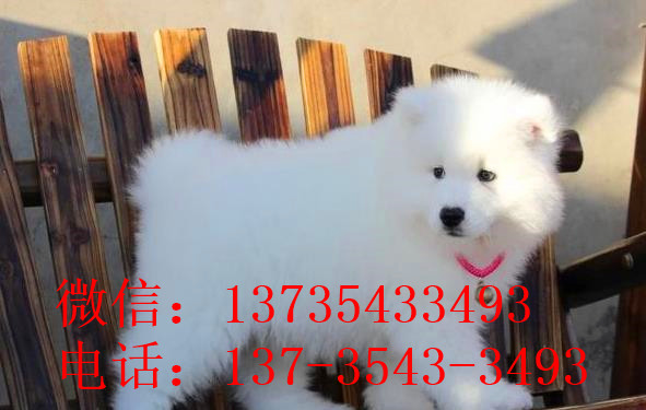 济南犬舍出售纯种萨摩耶犬幼犬澳版萨摩犬领养宠物狗