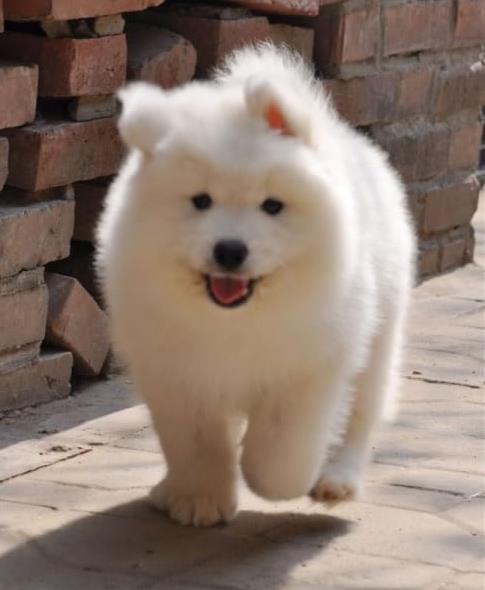 舟山宠物狗狗犬舍出售萨摩耶犬卖狗买狗在哪有