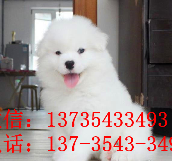 东莞宠物狗狗犬舍出售纯种萨摩耶犬幼犬狗狗领养