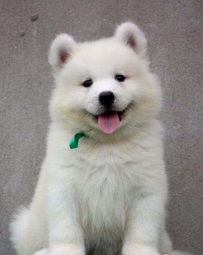 武汉宠物狗狗出售纯种萨摩耶犬 哪里有萨摩狗