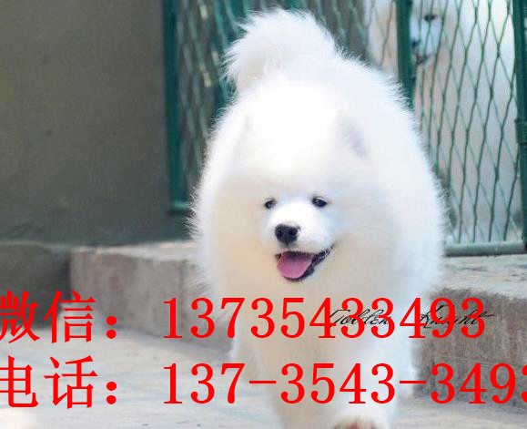 包头犬舍宠物狗狗出售纯种萨摩犬幼犬白色萨摩耶犬领养