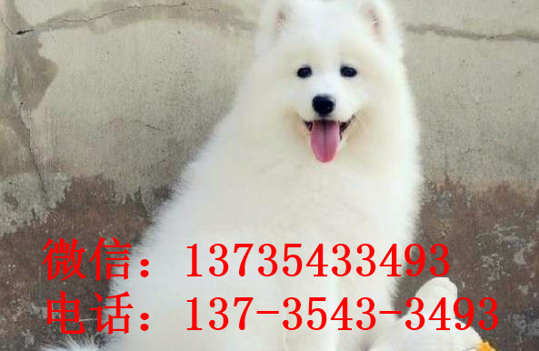 江门宠物狗狗犬舍出售纯种萨摩耶犬幼犬狗狗领养