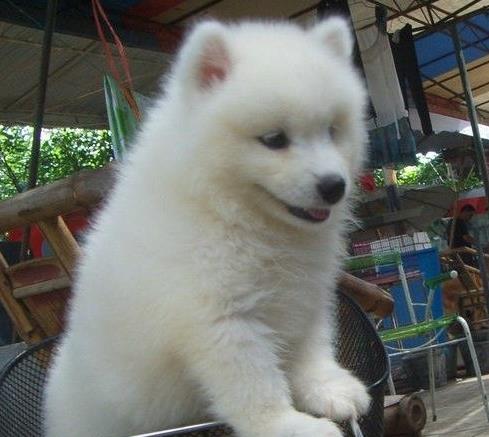 温州犬舍宠物狗狗出售纯种萨摩犬幼犬白色萨摩
