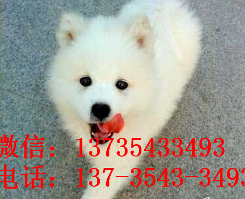汕尾犬舍出售纯种萨摩耶犬幼犬白色宠物狗狗领养