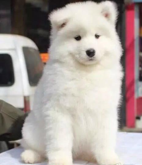 西安宠物狗狗出售纯种萨摩耶犬 哪里有萨摩狗