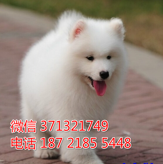 济南犬舍特价萨摩犬狗狗出售超漂亮萨摩犬出售