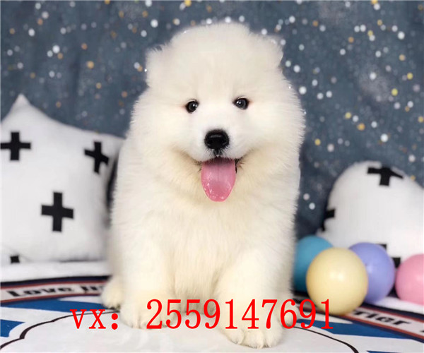 西安哪里卖纯种萨摩耶 西安哪里卖健康的萨摩耶 西安萨摩耶怎么卖的