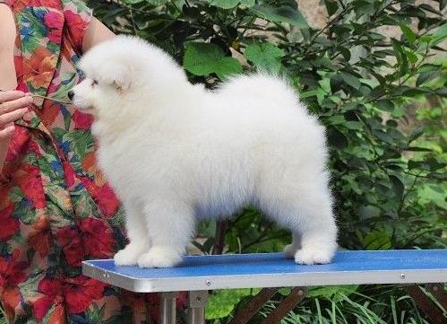 包头犬舍宠物狗狗出售纯种萨摩犬幼犬白色萨摩耶犬领养