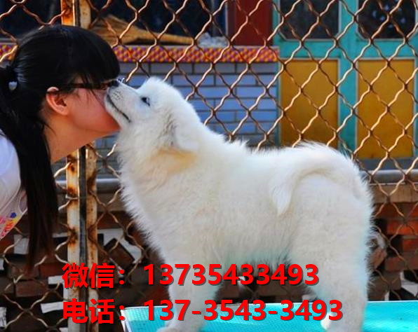 重庆犬舍出售纯种萨摩耶犬 宠物狗市场在哪 卖