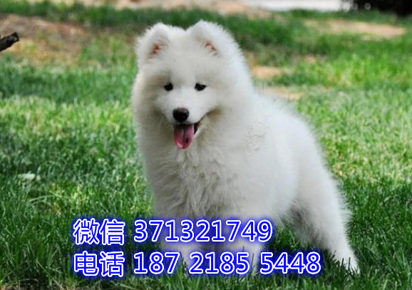 萨摩出售纯种幼犬 厦门犬舍出售萨摩犬狗狗