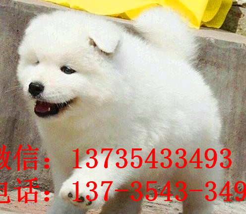 济南宠物狗狗出售纯种萨摩耶犬 哪里有萨摩狗领养