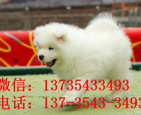 湖州犬舍出售纯种萨摩耶幼犬澳版萨摩犬领养宠