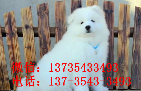 西安宠物狗狗犬舍出售纯种萨摩耶犬幼犬狗狗领