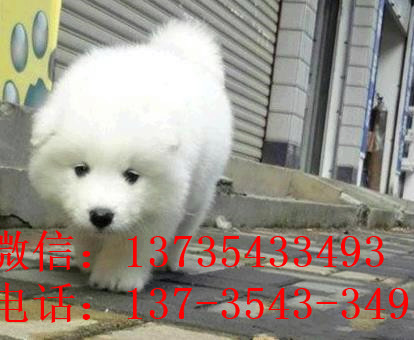 阳江犬舍出售纯种萨摩耶犬幼犬白色宠物狗狗领养
